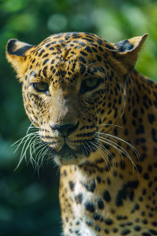 I mille colori della natura allo Zoo di Napoli e programma speciale Natale 19 dicembre